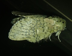 Disphragis remuria