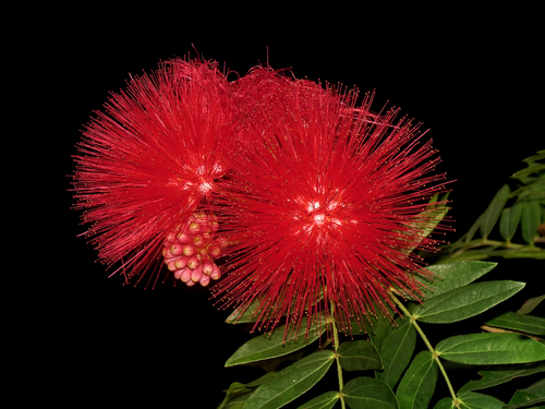 scarlet powder-puff