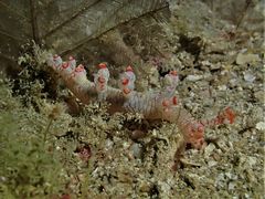 Bornella stellifera