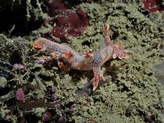 Bornella hermanni