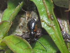 Philonthus marginatus