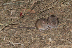 Pseudomys hermannsburgensis