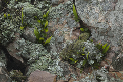 Lepisorus ussuriensis