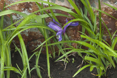 Iris uniflora