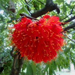 Brownea grandiceps