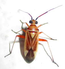 Stenotus