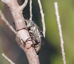 Lepispilus rotundicollis