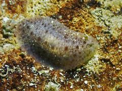 Dendrodoris elongata