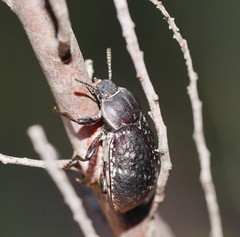 Lepispilus rotundicollis