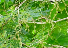 Piptadenia obliqua