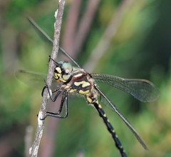 Eusynthemis virgula