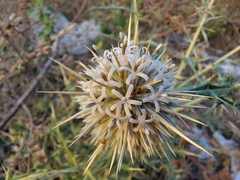 Echinops echinatus
