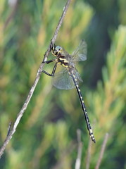 Eusynthemis virgula