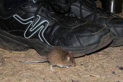 Pseudomys hermannsburgensis