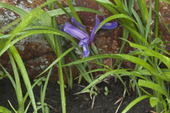 Iris uniflora