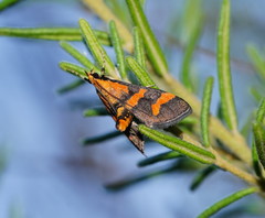 Metallarcha diplochrysa