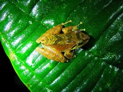 Pristimantis w-nigrum