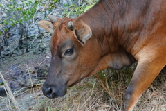 Bos