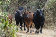Bos