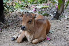 Bos