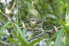 Apalis thoracica capensis