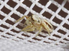 Metaphidippus chera