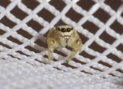 Metaphidippus chera