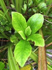 Alseuosmia macrophylla