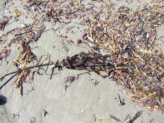 Laminaria setchellii