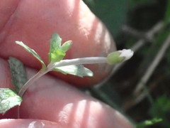 Epilobium pictum