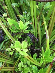 Alseuosmia macrophylla