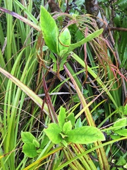 Alseuosmia macrophylla
