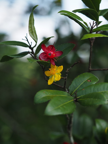 Ochna thomasiana