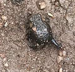 Breviceps mossambicus