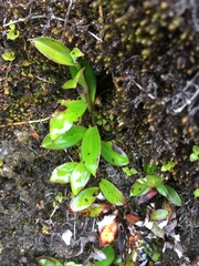 Anaphalioides trinervis