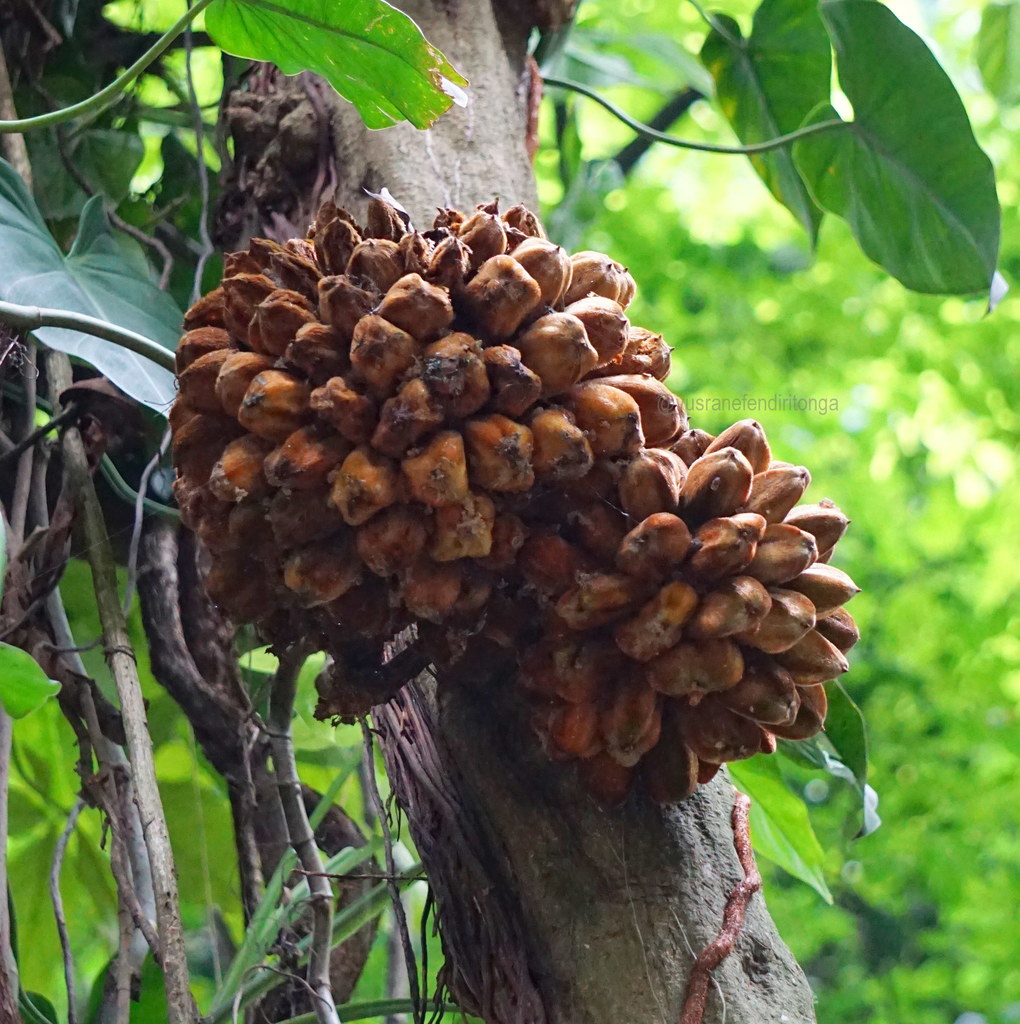 Phytocrene macrophylla