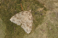 Pseudocoremia rudisata