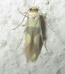 Stathmopoda luminata