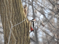 Dendrocopos major