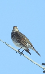 Turdus eunomus