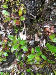 Anaphalioides trinervis