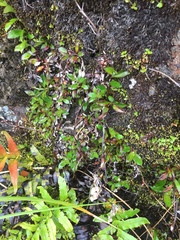 Anaphalioides trinervis