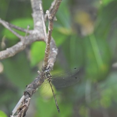 Micromidia atrifrons