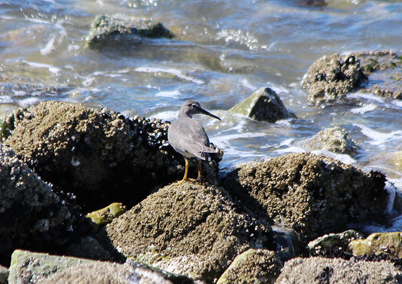 Wandering Tattler