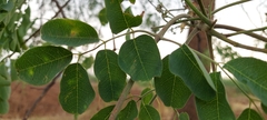 Moringa concanensis