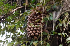 Attalea