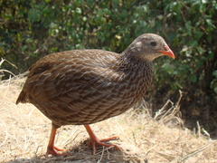Pternistis squamatus