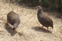 Pternistis squamatus