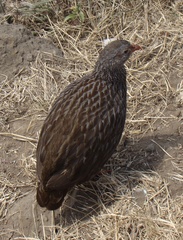 Pternistis squamatus