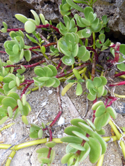Portulaca lutea